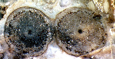 2 Rhynia cross-sections