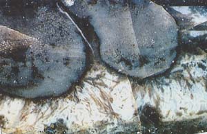 Horneohyton tubers with rhizoids