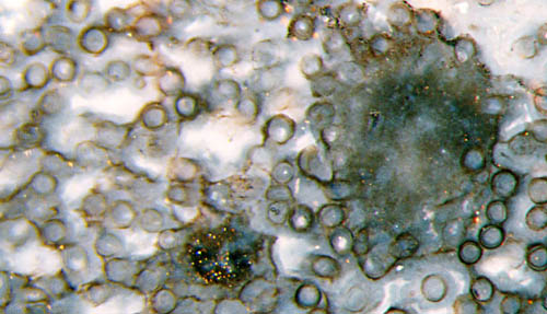 nematophyte with tube cross-sections and 2 clots of smaller filaments, Rhynie