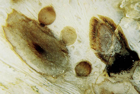 Antheridien (?), mit kurzem Stiel seitlich an einer Achse sitzend, Rhynia-sporangium nahebei