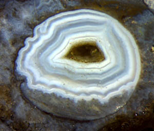 agate in hollow Aglaophyton