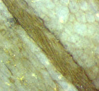 Aglaophyton rhizoids