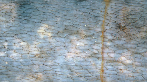 Aglaophyton epidermis seen as delicate meshwork