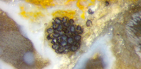 Aglaophyton spore clot
