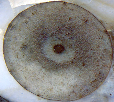 Aglaophyton cross-section 4mm