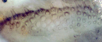 Castracollis hair