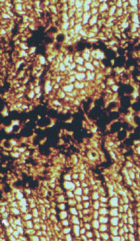 Zellen mit dunkler Fllung im Kieselholz, Fehldeutung als Koprolithen