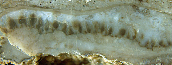 Croftalalania venusta