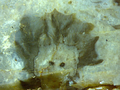 Croftalania venusta as cyanobacterial cover on flooded Horneophyton