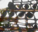 Clots within cells in Permian wood, misinterpreted as coprolites