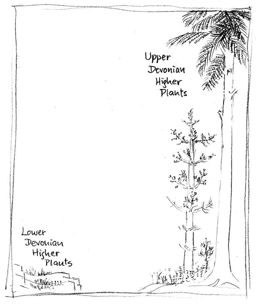 schematic drawing illustrating the evolution of plants in the Devonian
