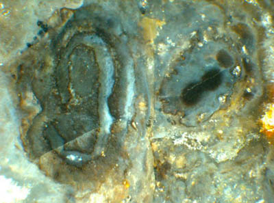 Querschnitte von Horneophyton: gegabelte Columella (links) und gegabeltes Leitbndel