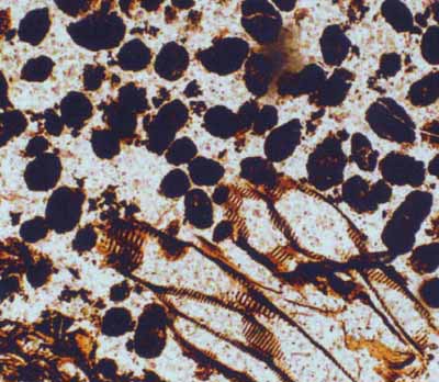 Angular clots misinterpreted as coprolites