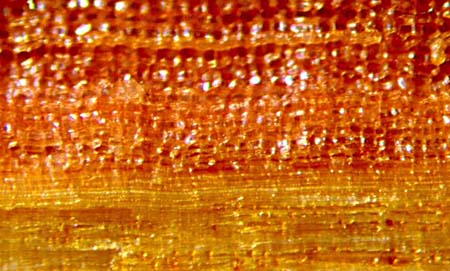 pith Prunus
