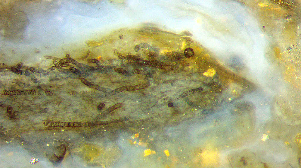 Nematothallus in chert