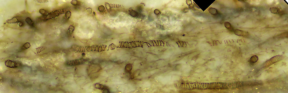 Nematothallus in chert