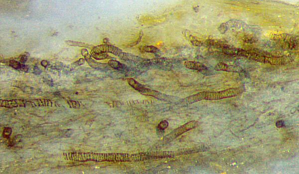 Nematothallus in Rhynie chert