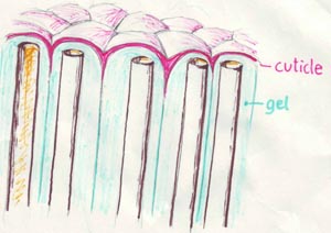 Nematothallus cuticle formation, schematic drawing