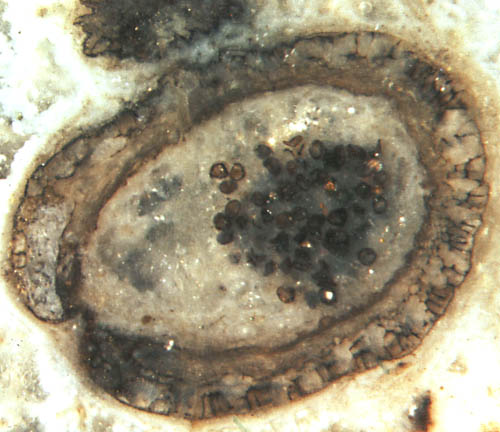 Nothia sporangium, gut erhalten