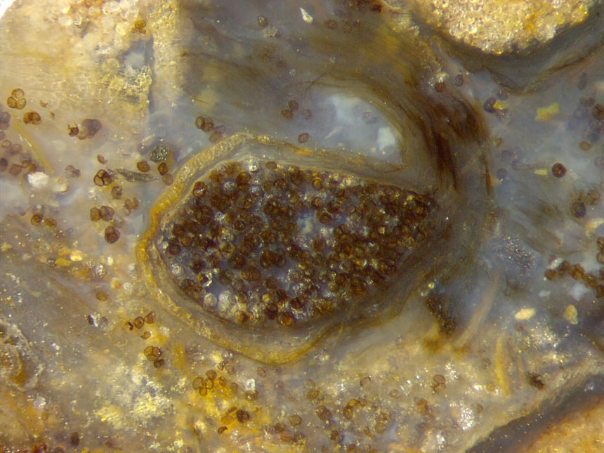 Nothia sporangia