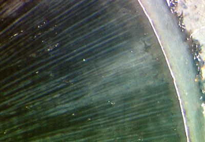 Pachytheca in Rhynie chert, damage in gel