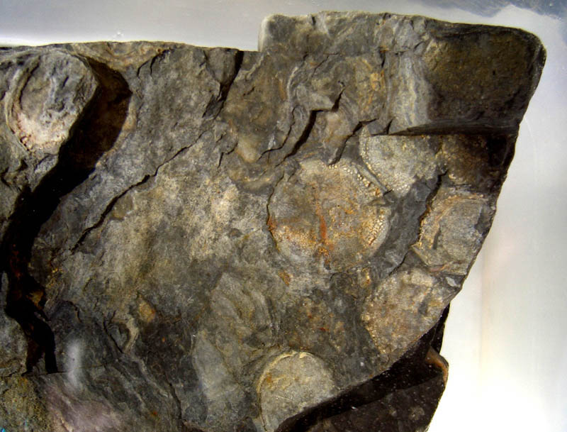 Permian yellyfish on laminated chert