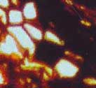 Phloem-Zellen einer Psaronius-Luftwurzel, leer oder gefllt mit Klumpen-Substanz