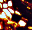 Psaronius phloem cell with dark fill