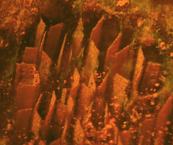 Psaronius tracheids