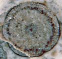 Rhynia: Querschnitt mit symbiotischem Pilz