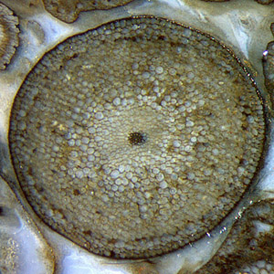 Rhynia cross-section