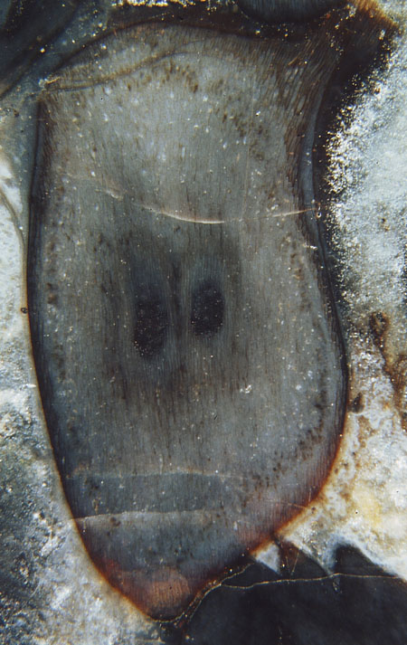 Seltenes Schnittbild von Aglaophyton mit mancherlei versteckter Information