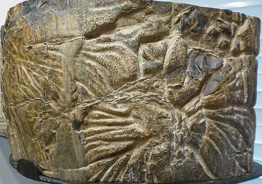 V-shaped cracks on petrified tree