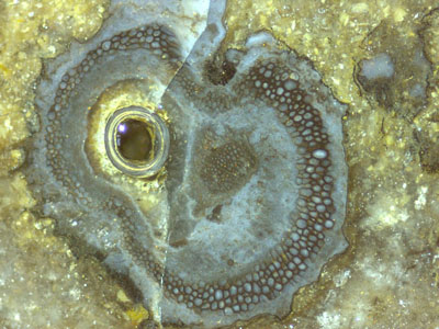 Ventarura watching: cross-section with air bubble