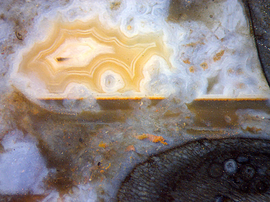 agate and fossil