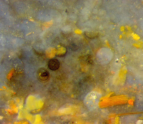 charophyte oogonia