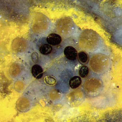 charophyte alga top