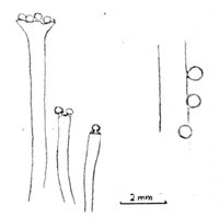 Comparison of Remyophyton and present specimen, drawing