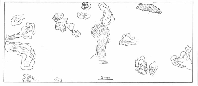 Horneophyton sporangia on cut chert face