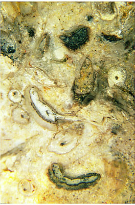 Trichopherophyton sporangia cluster