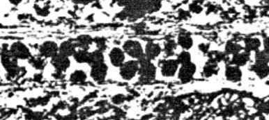 Cordaites leaf cross-section with angular clots