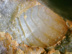 Trigonotarbide, Unterseite mit deutlicher uerer Segmentierung