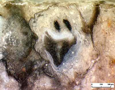 "big mouth": cross-section of partially decayed Nothia