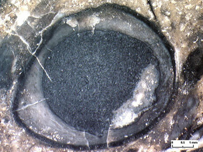 Querschnitt eines ungewhnlich groen Aglaophyton-Sporangiums