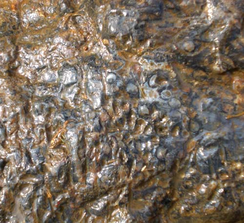 Surface aspect of a wet Rhynie chert layer fragment with Aglaophyton 