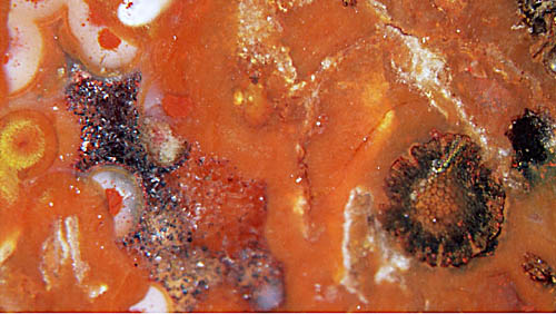 Calamiten-Wurzel (Astromyelon) im Chalzedon in der Markhhle