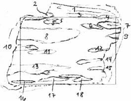 18 Calamiten-Querschnitte auf 20 Quadratzentimeter