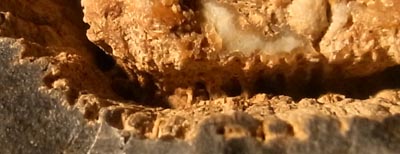 calamite detail