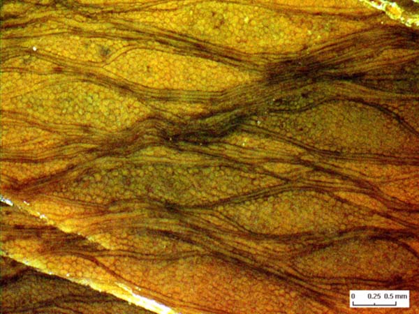 Calamiten-Holz mit dicken Markstrahlen