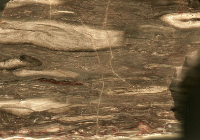 small calamites in Permian chert